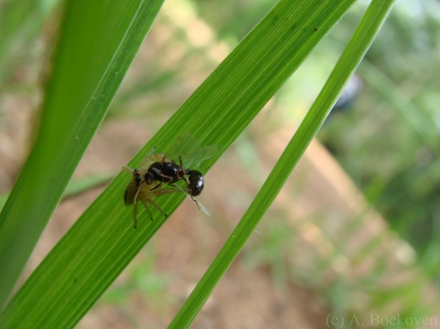 Male alate (Solenopsis invicta) is predated by jumping spider following a mating flight.