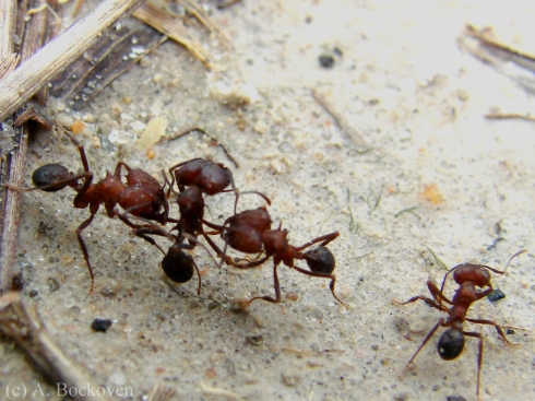 Fighting leafcutter ants