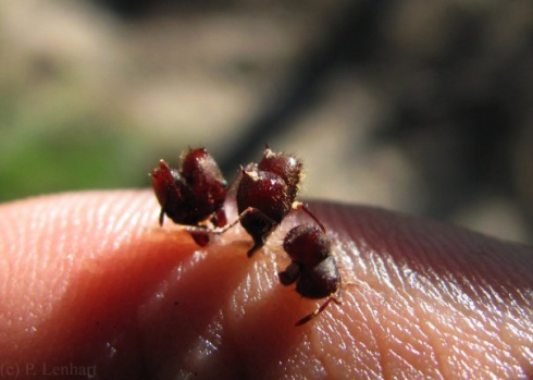 Leafcutter ant heads used to pinch a cut closed.