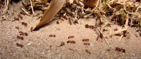 Solenopsis invicta and alates swarming for nuptial flight.
