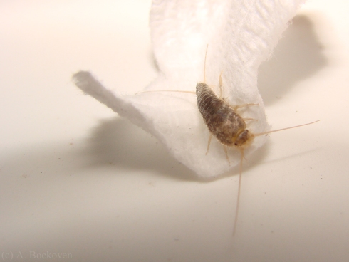 Toilet paper and silverfish (Thysanura)