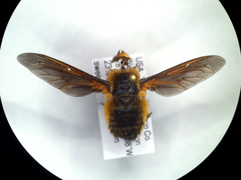 Bee fly in insect collection with missing eyes due to carpet beetle damage.