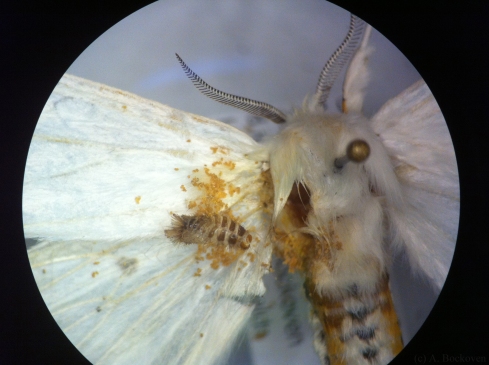 Carpet beetle eating collection specimen (Arctiidae, Dermestidae)