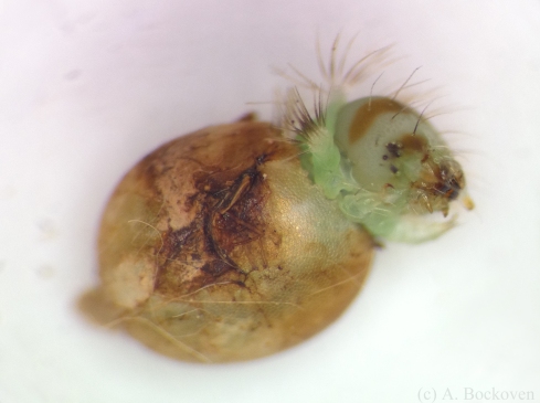 Luna moth caterpillar emerging from egg case (Actias luna).