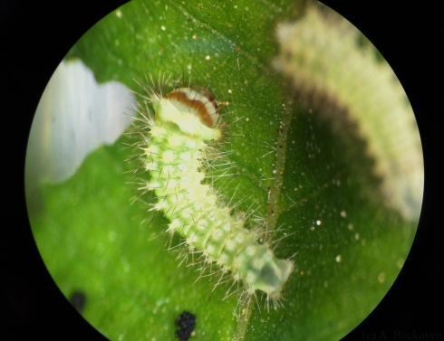 Luna moth caterpillar close up.