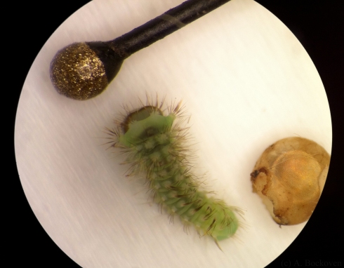Neonate first instar baby luna moth with egg and pin for size comparison.