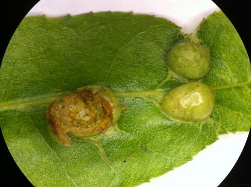 Open and closed pecan leaf galls with gall aphid colony (Phylloxeridae: Phylloxera).