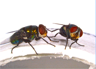 Pair of iridescent green and blue hairy maggot blow flies with red eyes.