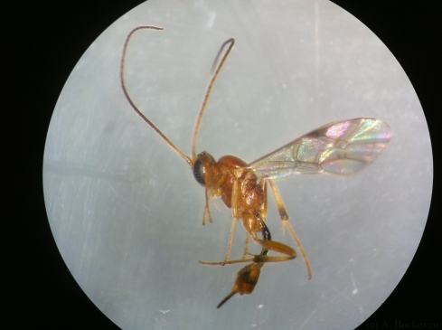 A female hyperparasitoid ichneumonid wasp.