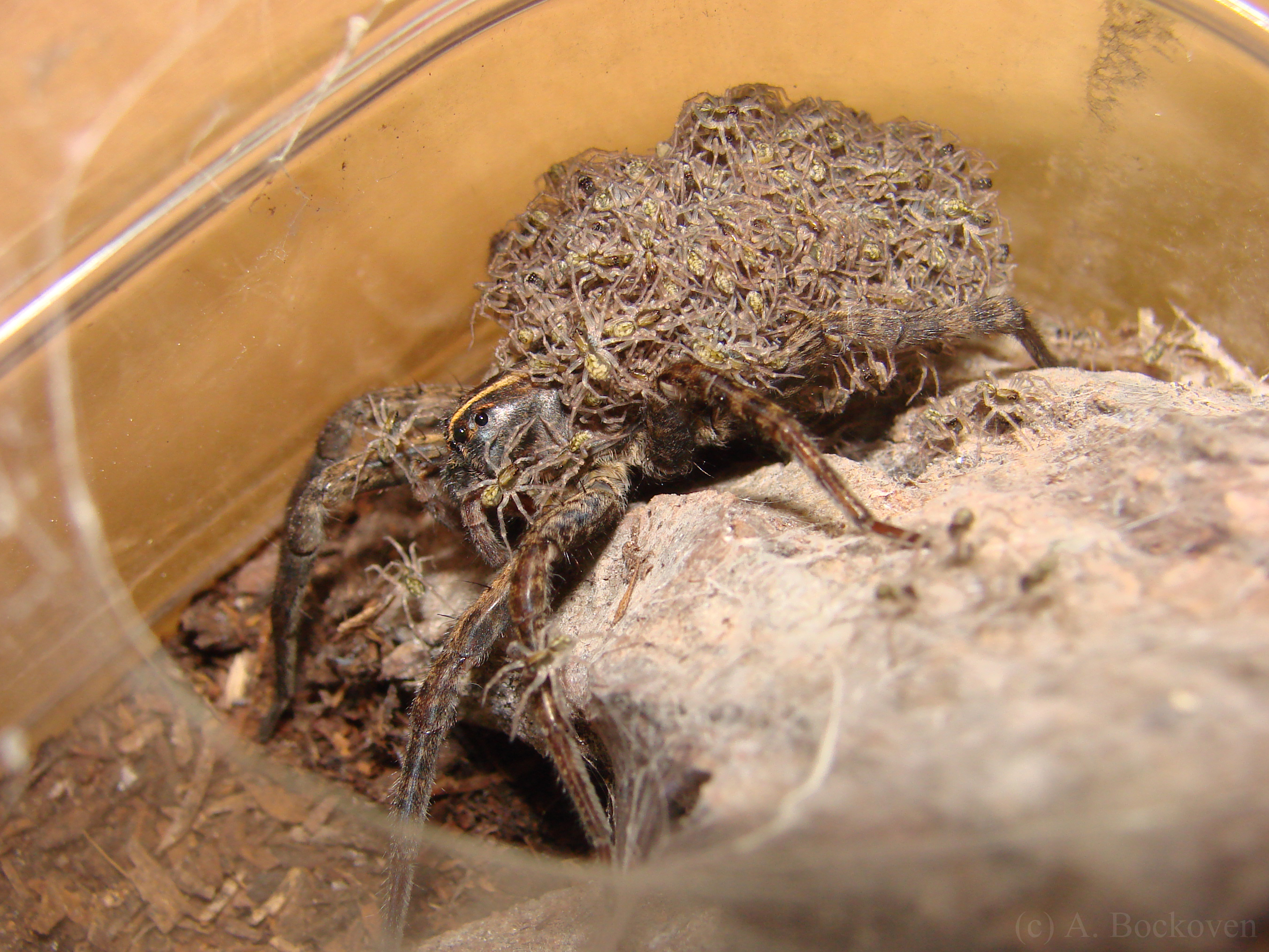 What eats wolf spiders?