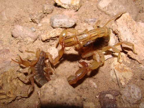 Two scorpions fighting in the desert at night.