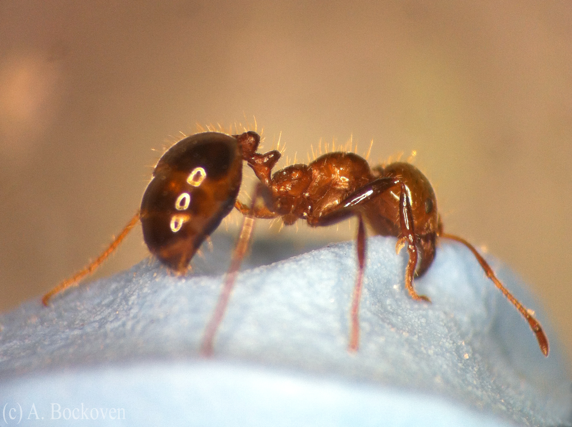 The Ants 2