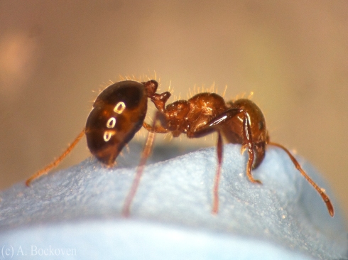 Red imported fire ant (Solenopsis invicta) close up.