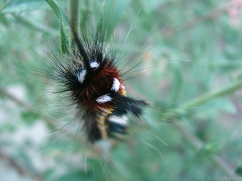 Fuzzy black yellow red white caterpillar with tussocks