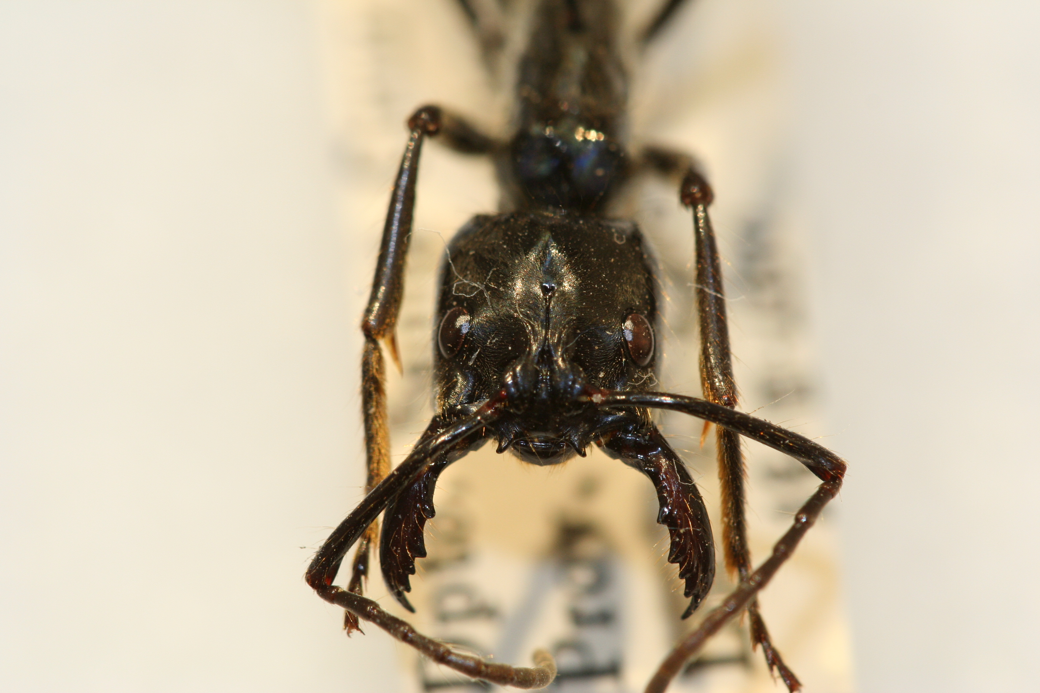 Dinoponera: Giant Killer Ants from the