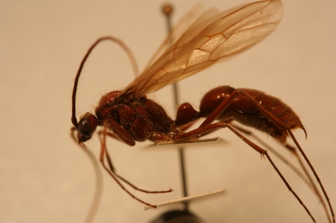 Giant winged dinoponerine male ant.