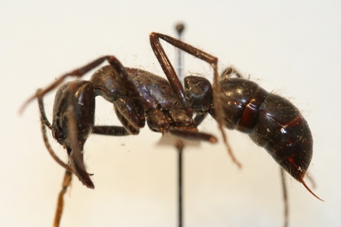 Giant dinoponerine ant with stinger.
