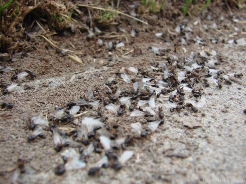 Dead male winged ants in pile outside ant nest after mating flight.
