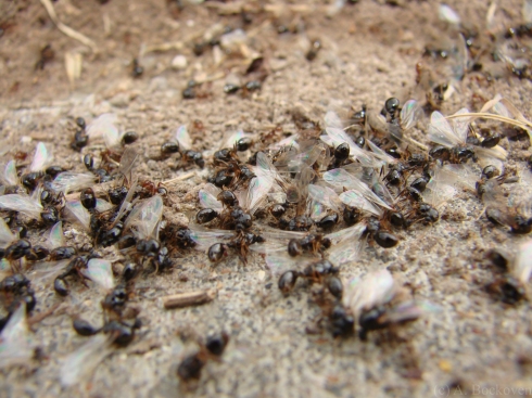 Male alates drop to the ground and die after mating flight.