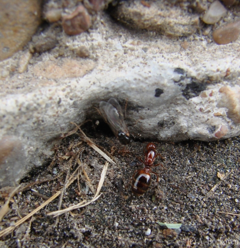 Female alate fire ant explores nest hole.