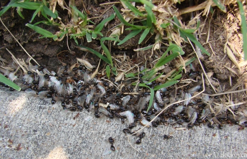 Dead male sexual fire ants on ground after nuptial flight.