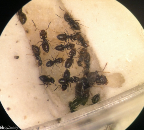 Rover ants and queen with brood in plaster nest.