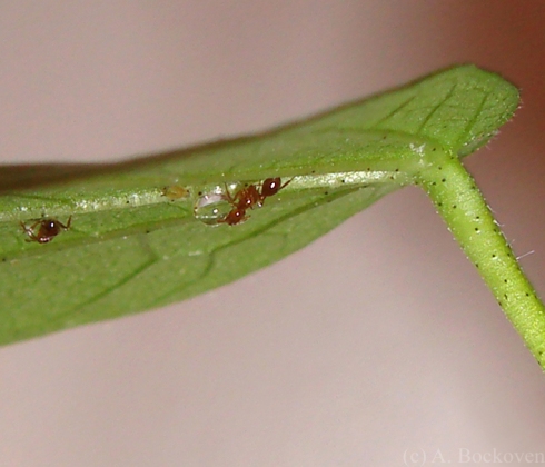Fire ant on cotton leaf drinking at extrafloral nectary.