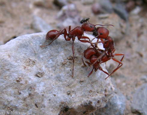 Harvester ants fighting chopped in half on a rock