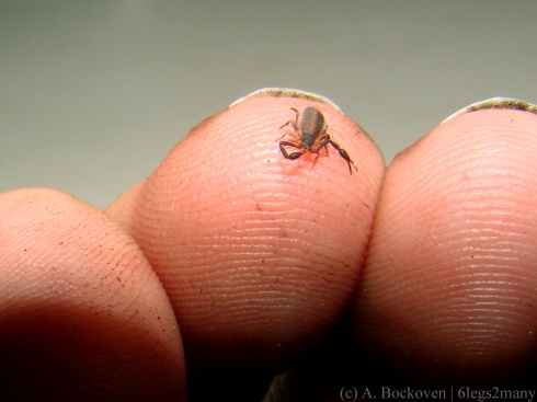 A tiny pseudoscorpion perched on a finger.