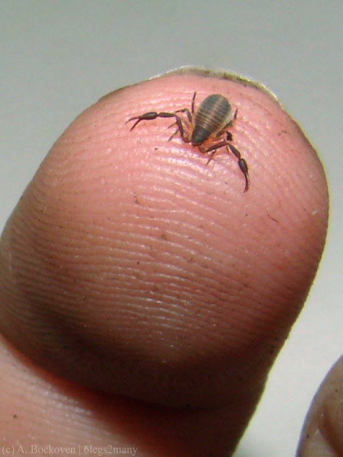 Pseudoscorpion perched on a finger.
