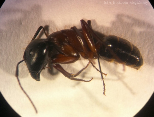 Magnified camponotus ant.
