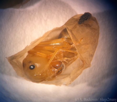 An opened ant pupa cocoon.