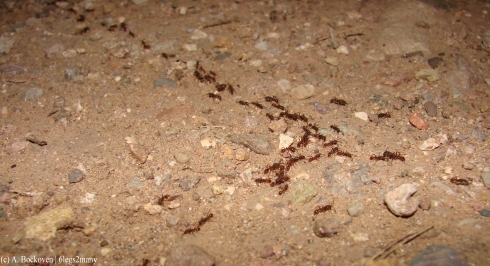 Line of marching ants.