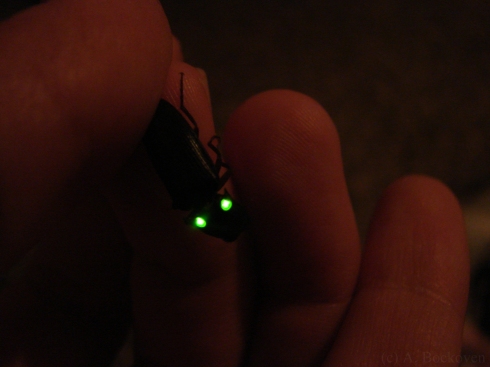 Luminescent, phosphorescent click beetle